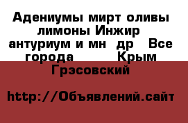 Адениумы,мирт,оливы,лимоны,Инжир, антуриум и мн .др - Все города  »    . Крым,Грэсовский